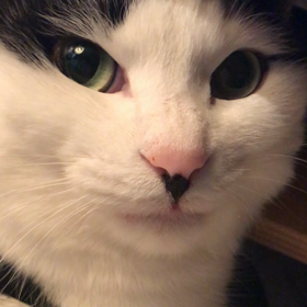 ボクはどきましぇん！の画像