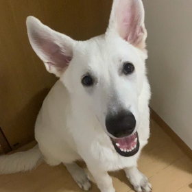 ブドウの日の画像