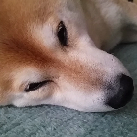 犬の狸寝入りの画像