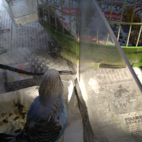 行き遅れ、３番ちゃんの画像