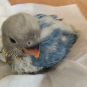 WFコバルトオパーリンの画像