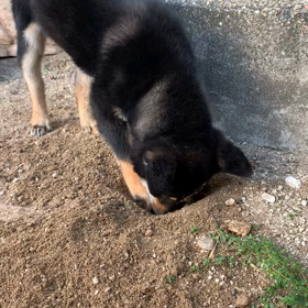 穴掘り楽しいの画像