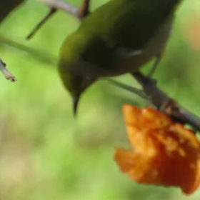 すぎぴたんの事件簿シーズン3　139話（迷惑顔のメジロ）の画像