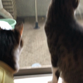 生ぬるい風の臭いと猫。の画像