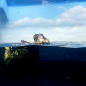 サンシャイン水族館　ラッコの展示明日で　終了の画像