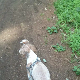 うぐいすの画像