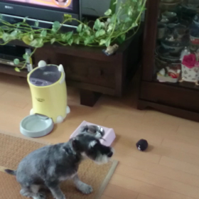 うちのわんこ。の画像