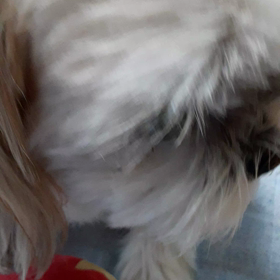 凄いかぜの画像