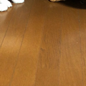 今日のマロさん。の画像