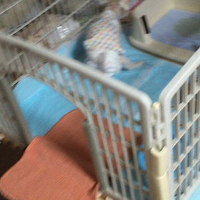 嫌な気持ちと、コロの頑張り！の画像