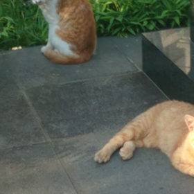 町ねこさん 動画の画像