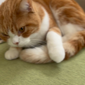 シネマティックモードの豆ちゃんの画像