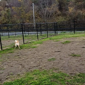 ドッグラン️の画像