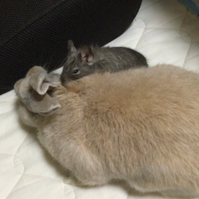 歯　歯　歯　歯ああああの画像