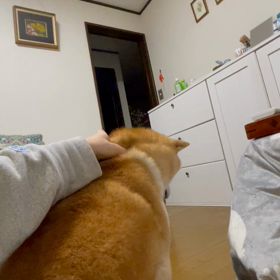 さくら。の画像
