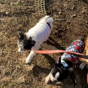 2月1日11わんこと2時間遠足　　代々木公園の画像