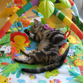 プレイジムの正しい使い方の画像