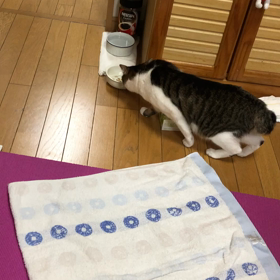 バレエ…ジム通い。保護猫デールのスローモーションの画像