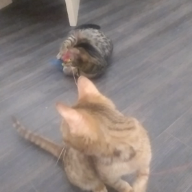 遊ぶ猫さんの画像