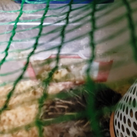 お話？してる？の画像