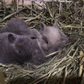 今日はいちご園のお店にて営業の画像