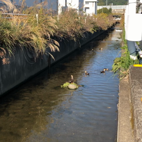 ルリコンゴウ＆ベニコンゴウの画像
