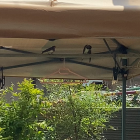 ツバメのヒナが落ちた件⑥の画像