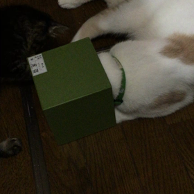 箱入り？ねこ？の画像