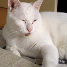 本日のらったんの画像