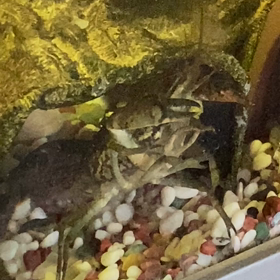 令和2.5.14. その2 動画三昧（ザリガニ、亀、めだか）の画像