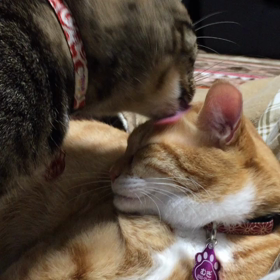 近頃･････喧嘩の多いにゃんず･････の画像