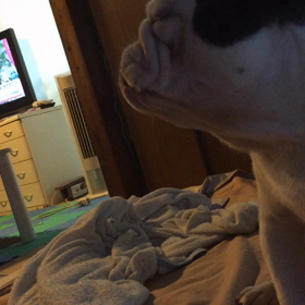 お腹すいたの〜Σ（ﾟдﾟlll）の画像