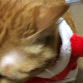 ありがとうの画像