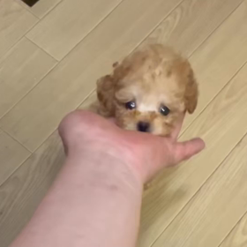 ❤️決まりました❤️いちご白書をもう一度くん❤️動画❤️の画像