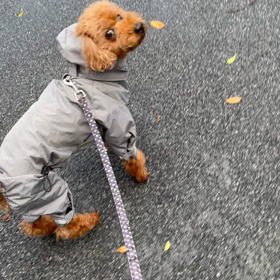 コロナ、やっぱり怖いの画像