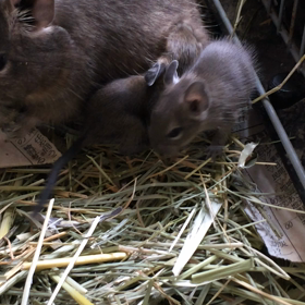 生後4日目の画像