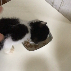 朝の子猫たちの画像