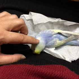 脚気だったぴぃさん④の画像