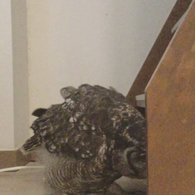 どこかに入りたいフクロウ…の画像