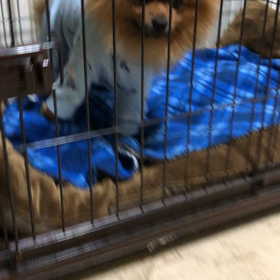 無事退院の画像