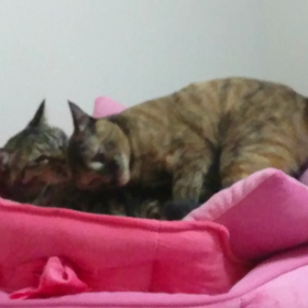 可愛い動画撮れました(•ө•)♡の画像