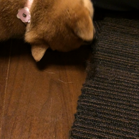 まなのカミカミの画像