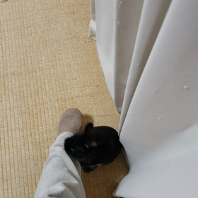 ココ爺さん発情する。の画像