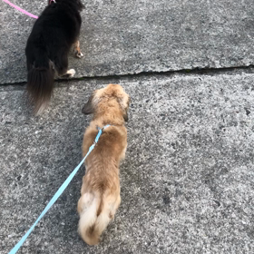 朝んぽ(*☻-☻*)の画像