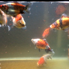 赤虫あげました♪の画像