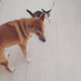 柴犬と子猫の画像