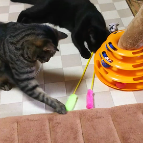 毎日の日課(*´ω｀*)の画像