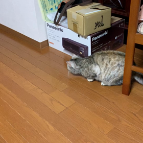 こころちゃんと遊ぶの画像