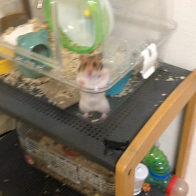 ママの行く方に！の画像