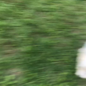 ♪お散歩動画♪代々木公園♪の画像